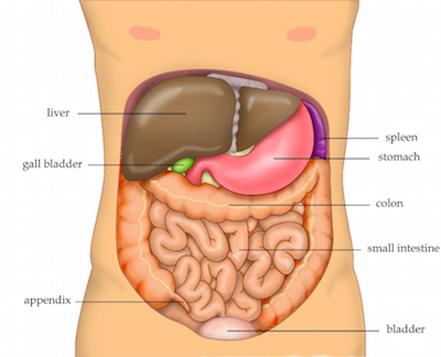 Abdomen Anatomy